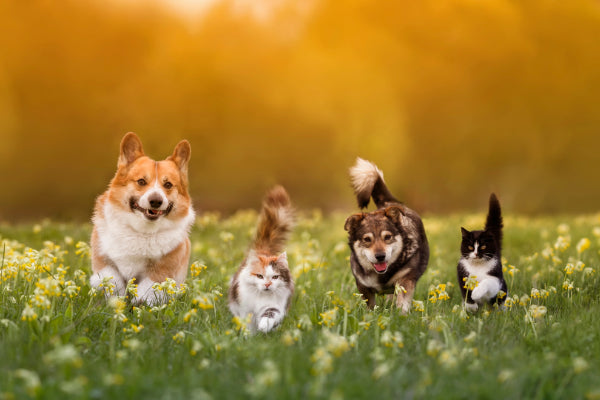 Astrology And Our Four-Footed Friends