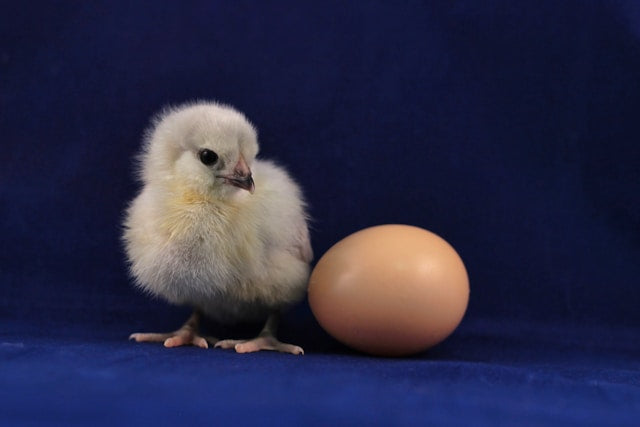 Chickens and Eggs
