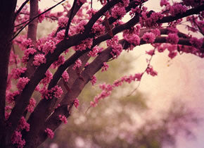 Spring tree flowers