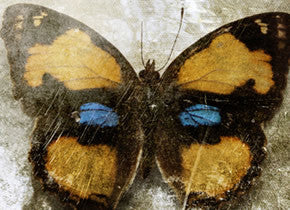 butterfly by Manu Jobst Kunstfabrik