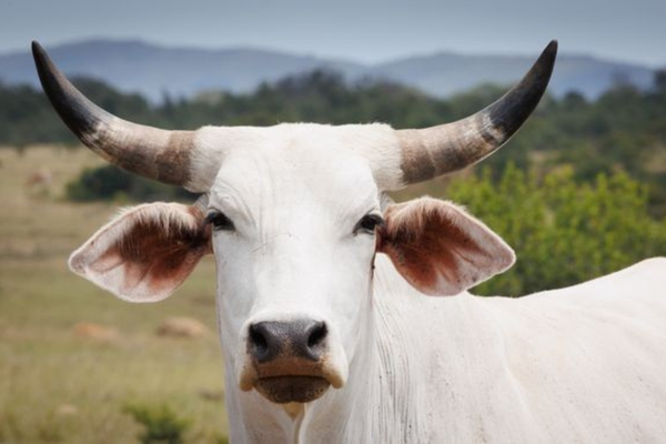 Mars in Taurus: Turning Detriment into an Asset
