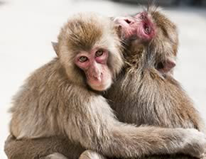 monkeys hugging