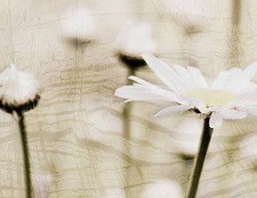 flowers artistic