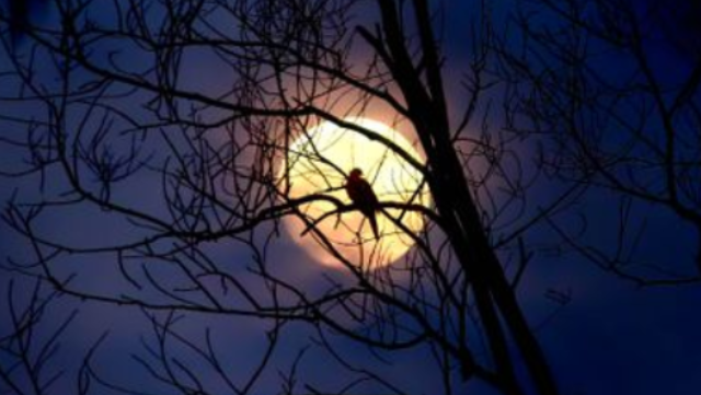 The Natal Moon: Twelve Principles