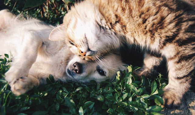 Astrology And Our Four-Footed Friends