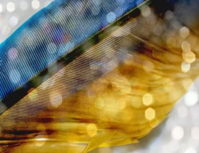 Feather by Manu Jobst Kunstfabrik