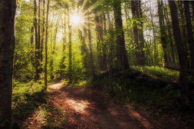 FOLLOW THE SUN